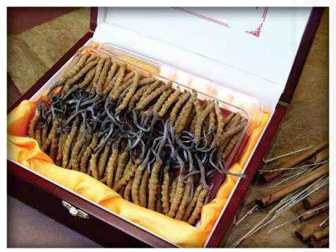 龙湖冬虫夏草回收